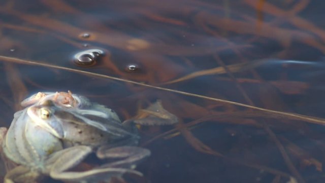 Rana arvalis. Marsh frogs breed in a heap in spring in meltwater in the Altai