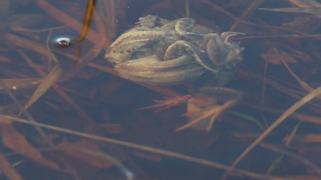 Rana arvalis. Marsh frogs mate underwater in spring in Siberia