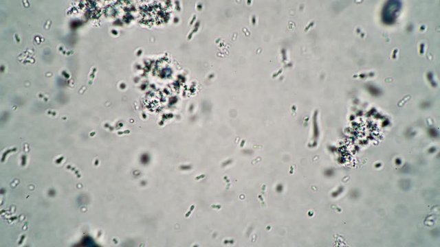 Endless stream of micro lactobacteries looped background. The theme of lactic acid foods is under 1000x magnification. Bacteria useful for the human body from yogurt.