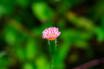 pink flower