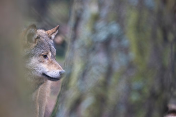 timber/grey wolf, Canis lupus, looking around partially hidden by pine trees within a forest/woodland during December/winter time.