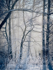 Obraz premium Beautiful bright scenery in a snow and frost covered forest in winter in the morning light. Seen in Bavaria, Germany, in February