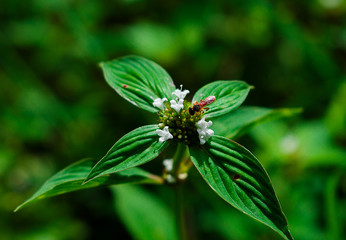 fly on flower