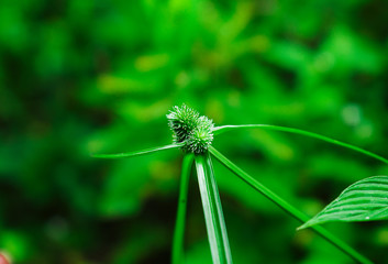 green flower