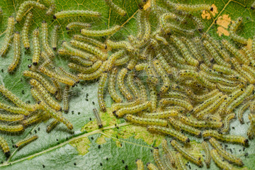 Caterpillar. Caterpillars eat the leaves of a tree. A lot of caterpillars. Close-up. Macro