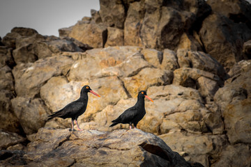 aves