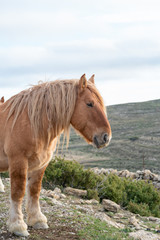 Fototapeta na wymiar a long haired Brown horse in profile with mountains in the background , vertical image