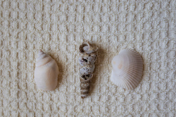 Seashells laid out on a towel. Vacation memories