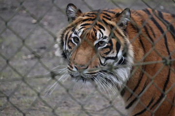 Trauriger Tiger hinter Gittern