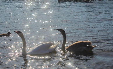 swans in water