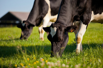 Fototapeta Vache laitière dans une prairie de France. obraz