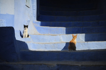Chefchaouen, the blue city, is a town in the Rif Mountains of northwest Morocco. It’s known for...