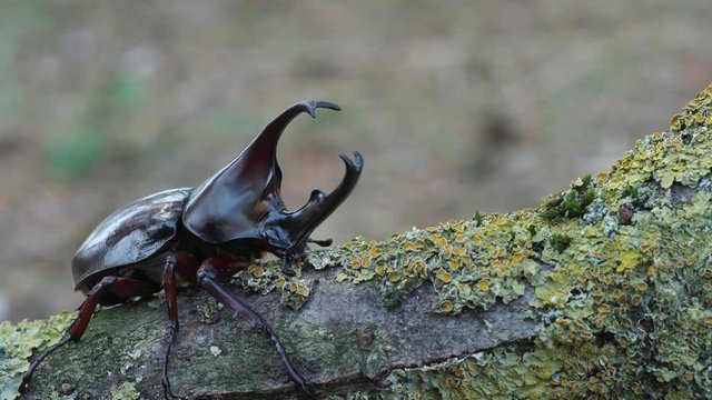 Ein gro&szlig;er tropischer Nashornk&auml;fer, Xylotrupes gideon, Ansicht ganzer K&auml;fer und Portrait, mehrere Einstellungen