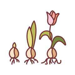 Growing plant stages color line icon. The seed, germination, growth, reproduction, pollination, and seed spreading. Pictogram for web page, mobile app, promo. Editable stroke.