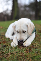 Labrador Puppy