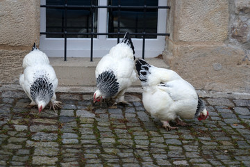 Drei Brahma Hühner picken auf dem Kopfsteinpflaster vor einem Kellerfenster