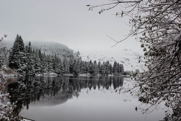 lake in winter forest