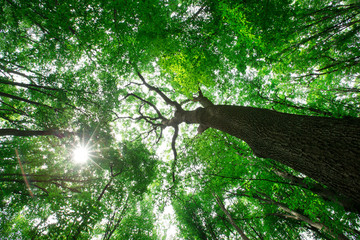 Forest trees. nature green wood sunlight backgrounds