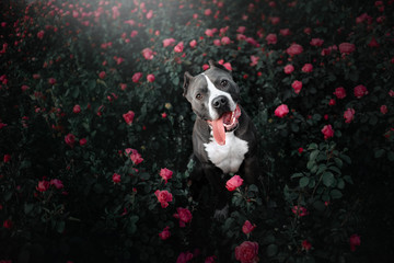 happy american pit bull terrier dog portrait in blooming roses