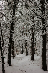 Fototapeta premium forest in winter