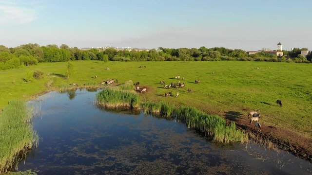 wild horses walking at lake, sunny summer evening. aero video