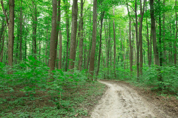 green Forest trees. nature green wood sunlight backgrounds