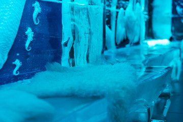 Ice Bar (everything made of ice) in Copenhagen, Denmark