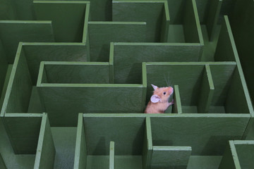 Cute mouse looks for food in maze. Lucky mouse got lost, wanders in labyrinth. Success in solving...