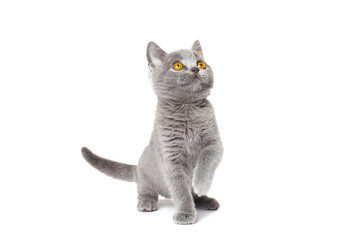 gray British Shorthair Kitten   isolated on white background