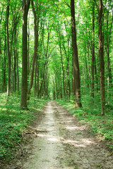 green Forest trees. nature green wood sunlight backgrounds