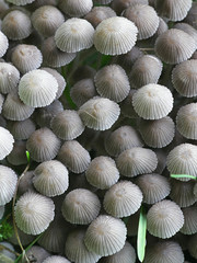 Coprinellus disseminatus, known as fairy inkcap or trooping crumble cap, wild mushroom from Finland
