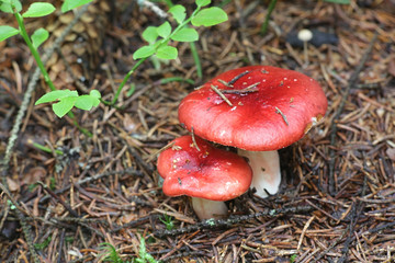 Russula rhodopus, a red brittlegill mushroom from Finland