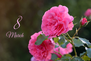 Obraz premium 8 march card. Pink roses blossoming flower bud closeup on sunset on green natural background. Happy womens day