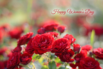 Womens day card. Red roses blooming background. Red roses bush in sunlight closeup