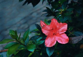 pink flower in the garden
