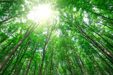 Plakat Forest trees. nature green wood sunlight backgrounds