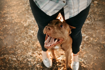 happy american pit bull terrier dog between owner legs, top view
