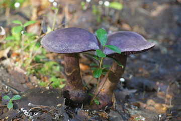 Cortinarius violaceus, known as the violet webcap or violet cort, wild mushroon from Finland