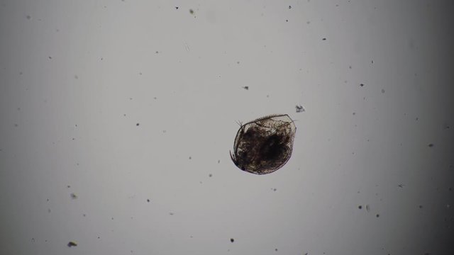 Crustacean from alona pond close-up spinning fast. Transparent microorganism, can see all organs and heart beats. Theme of laboratory biological research under microscope. Microcosm in a drop of water