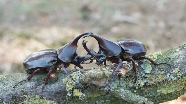 tropischer Nashornk&auml;fer Xylotrupes gideon aus Indonesien: zwei M&auml;nnchen auf einem Ast