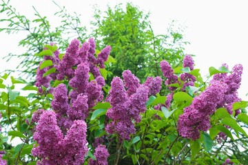 Abundant lilac flowering in Ukraine. Electric purple and green.