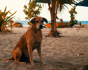 dog on the beach