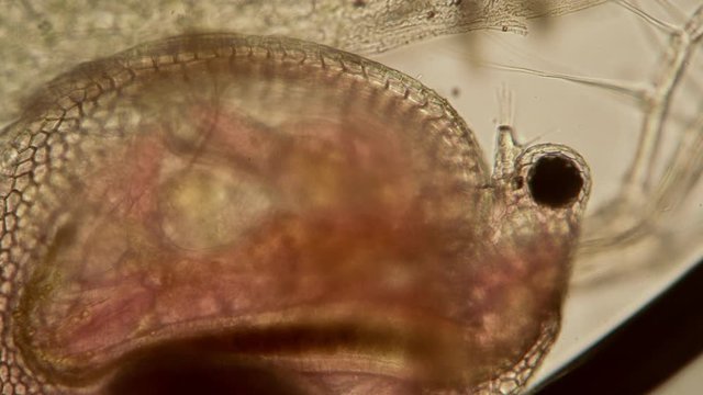 Daphne close-up with transparent organs in microscope. Transparent microorganism, you can see all organs and heart beats. Theme of laboratory biological research under microscope. Microcosm close-up.