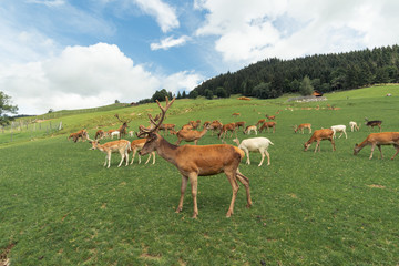 Deer herd in Aurach Austria