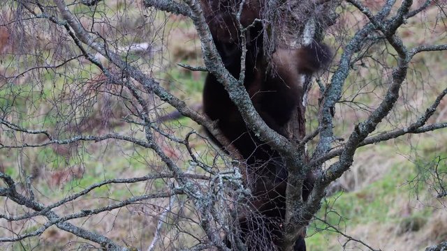wolverine animals, Gulo gulo, playing/fighting within a tree showing behaviour during December/winter.