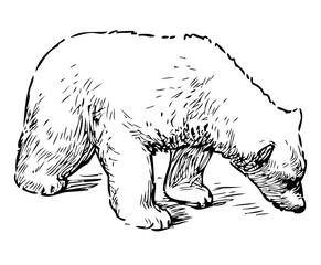 Sketch of sniffing polar bear cub