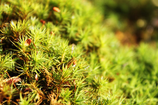 Macro view of fresh green color polytrichum moss Polytrichum. Close up. Natural background view.