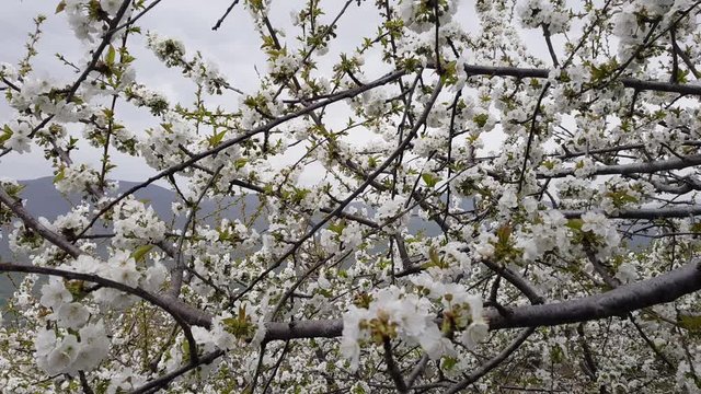 Valle del Jerte, en Extremadura, Espa&ntilde;a - White Flower in Spain