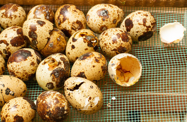 quail eggs on an eco-friendly quail farm.