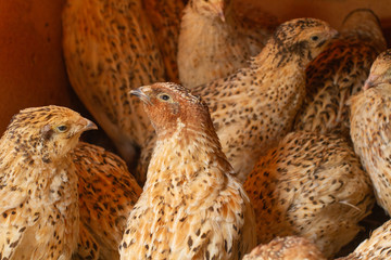 Quail on a poultry farm in cages.